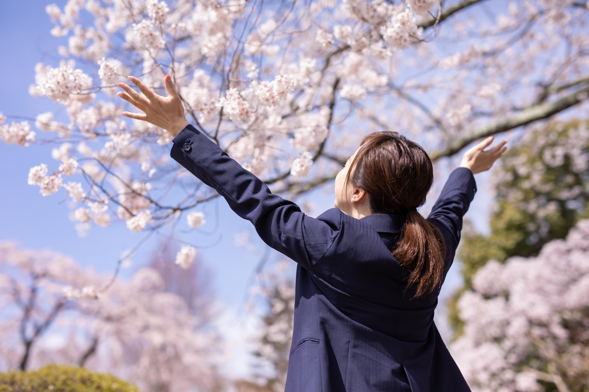 桜と会社員