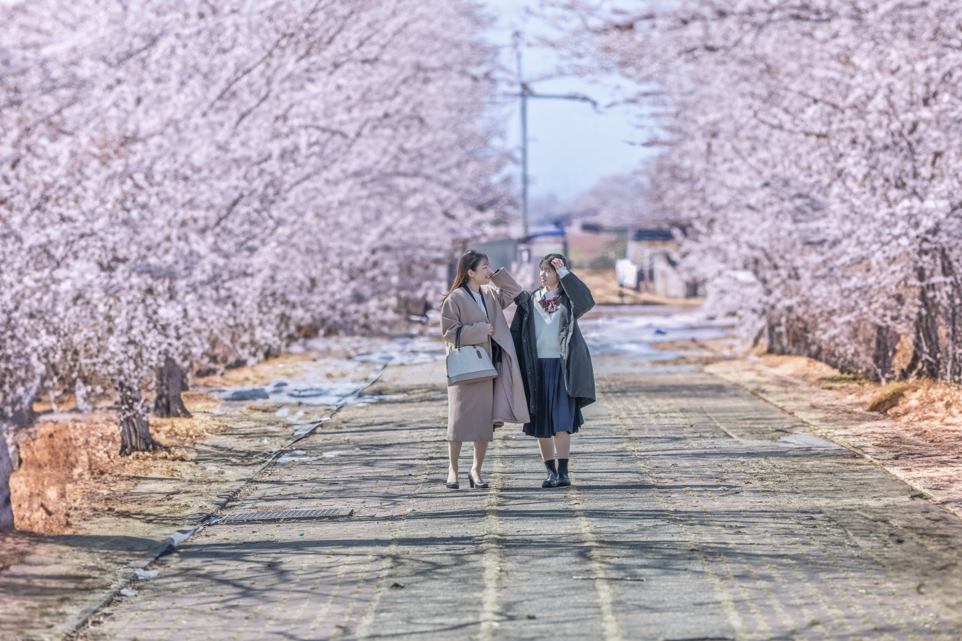 桜並木