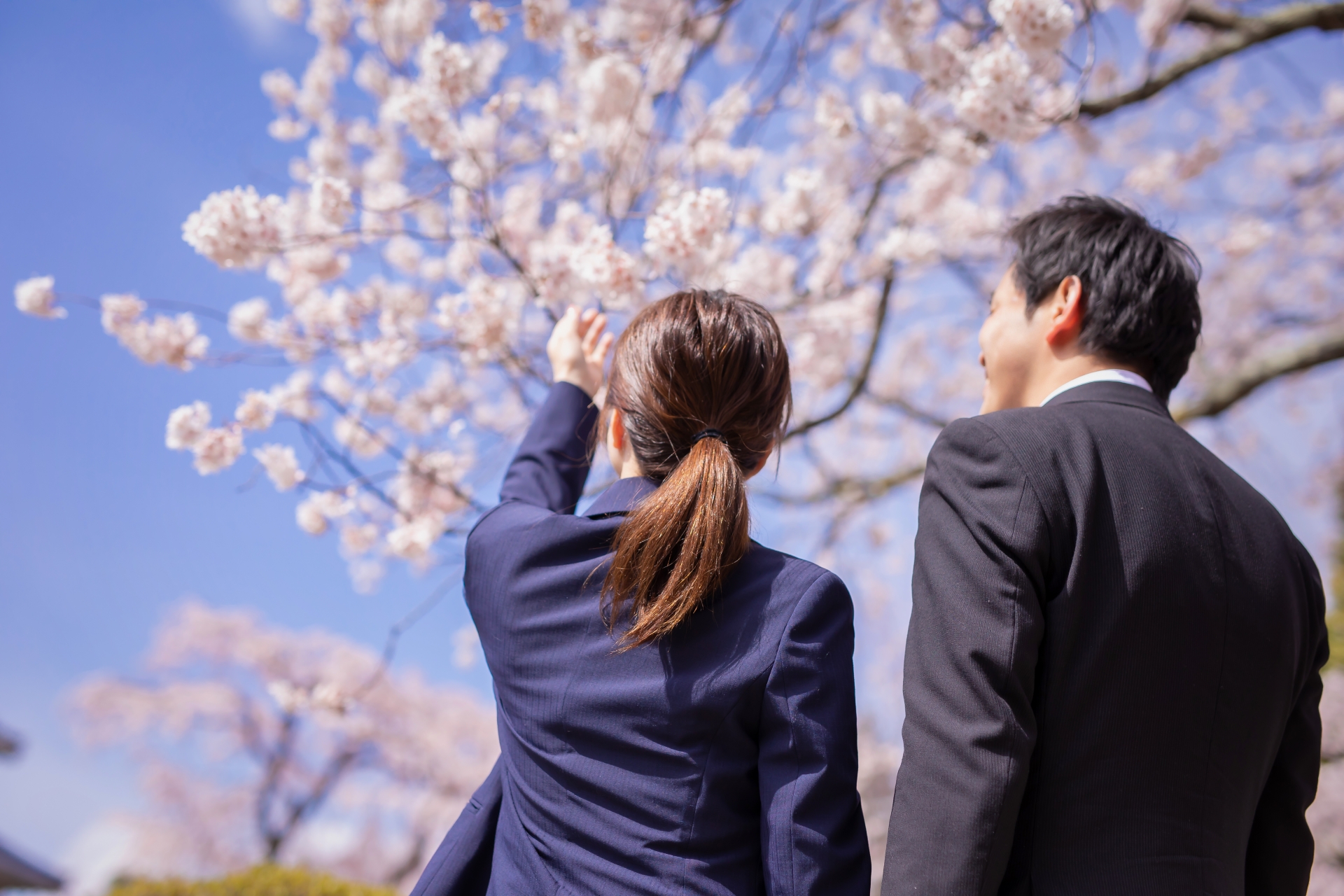 桜と会社員